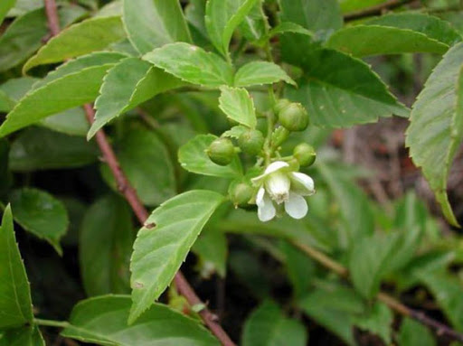 Cây Ngấy hoa trắng. Rubus leucanthus Hance - Cây Thuốc Nam Quanh Ta